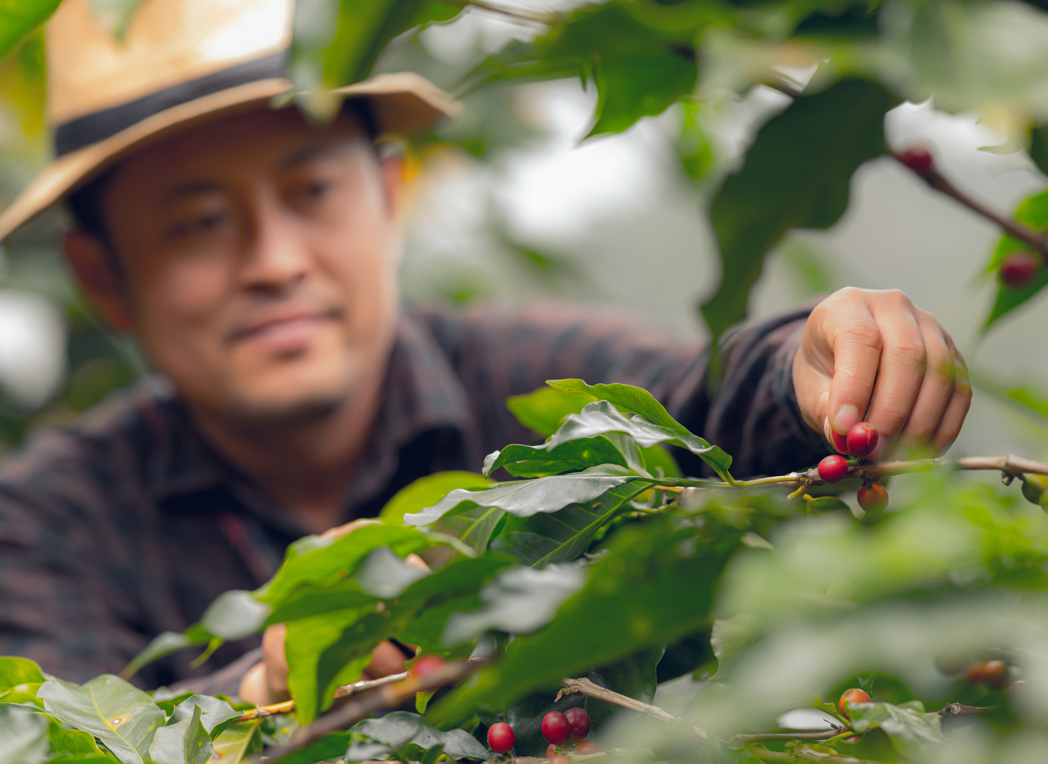 Coffee farmer