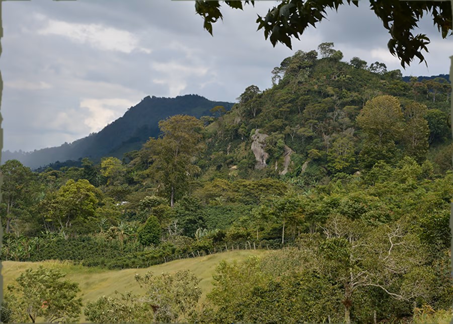 NO-honduras-coffee-landscape