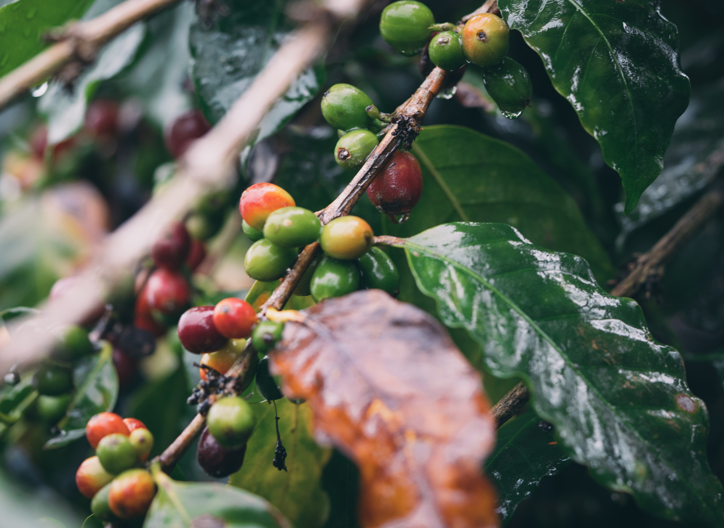 Coffee berries