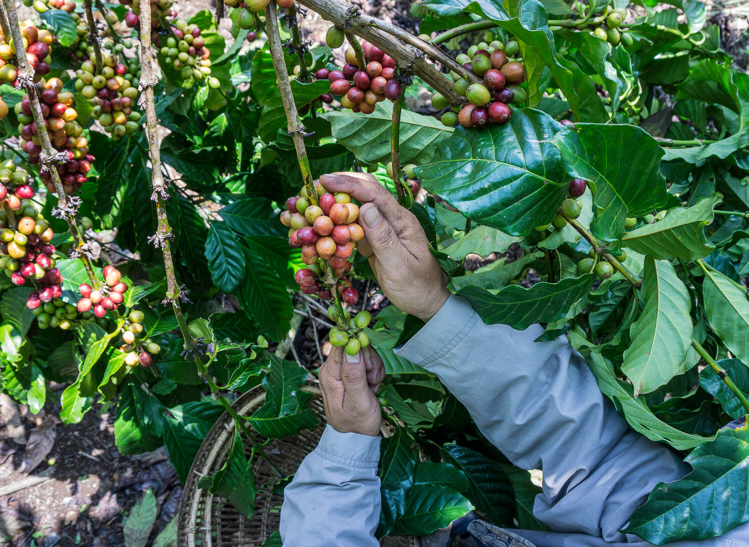 coffee farmer picking coffee berries