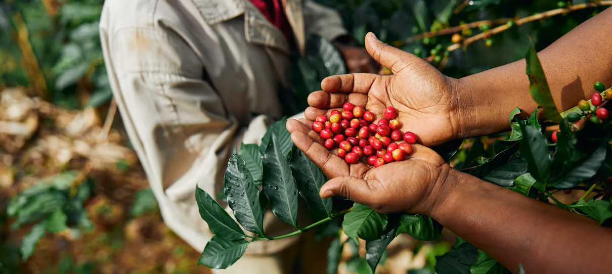 NO-Coffeeberriessustainability