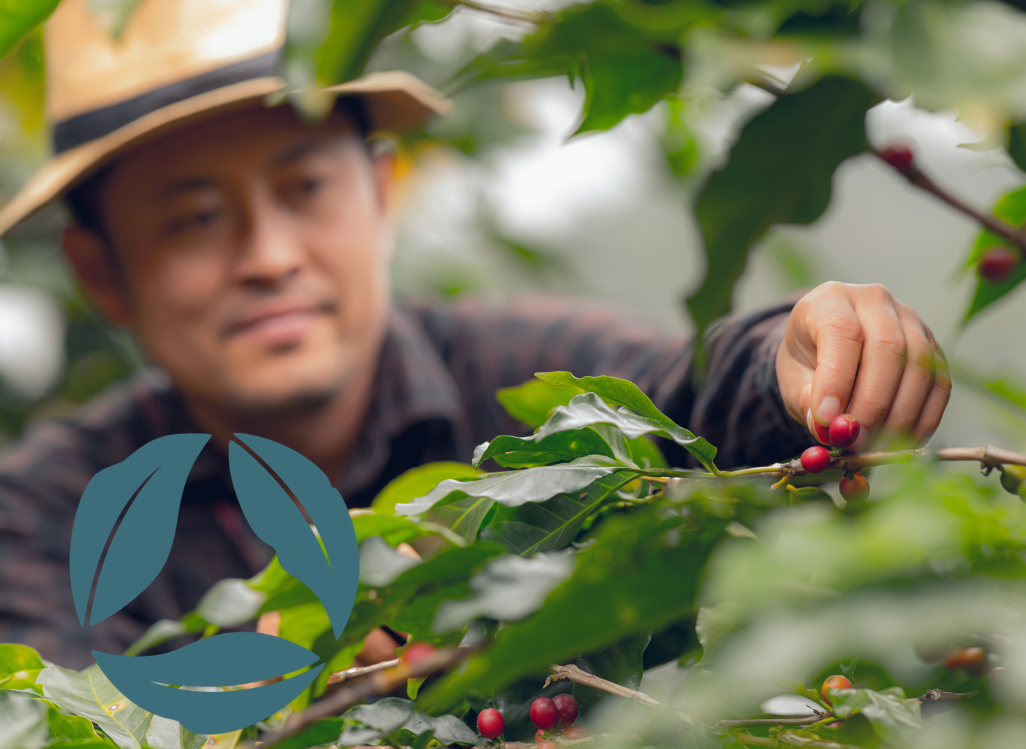 Coffee farmer