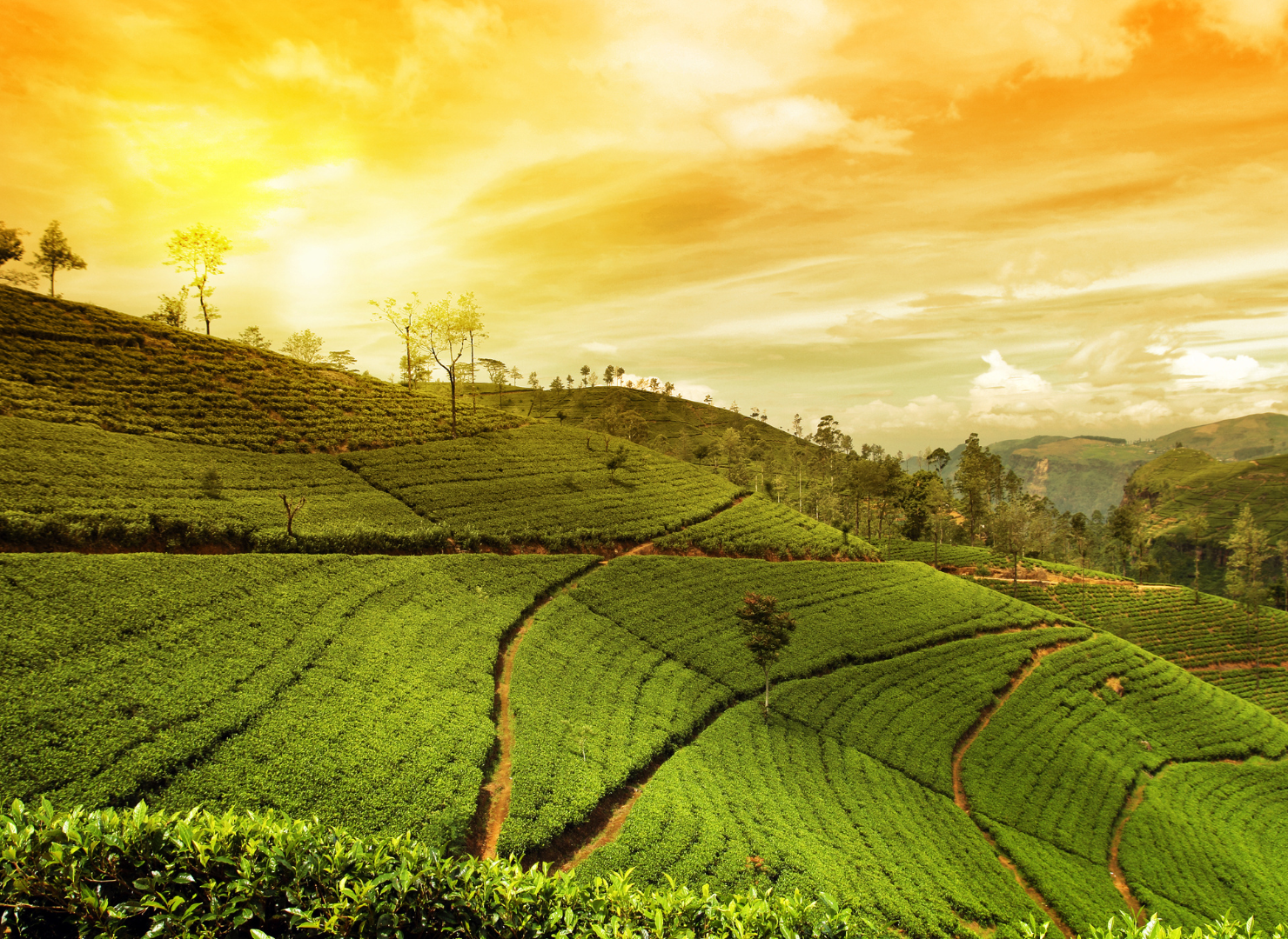 Tea field